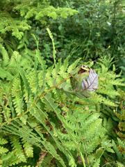 Olethreutes osmundana