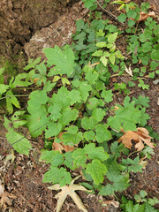 Actaea elata elata