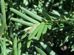 Graphocephala coccinea