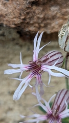 Silene petersonii