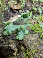 Marchantia