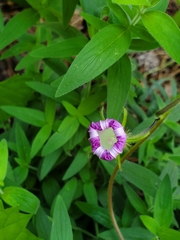 Ipomoea hederacea