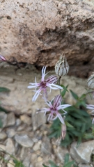 Silene petersonii