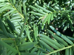 Graphocephala coccinea