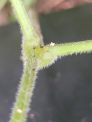 Actaea elata elata