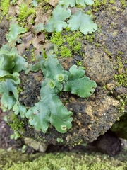 Marchantia