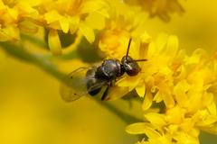 Pteromalidae