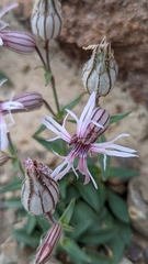 Silene petersonii