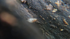 Carychium tridentatum