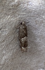 Eucosma parmatana