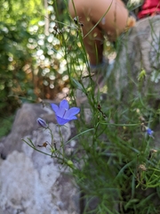 Campanula rotundifolia
