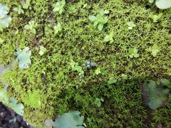Marchantia
