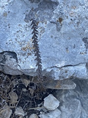 Umbilicus intermedius