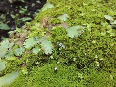 Marchantia