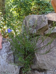 Campanula rotundifolia