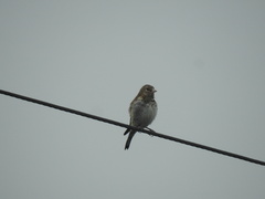 Carduelis carduelis