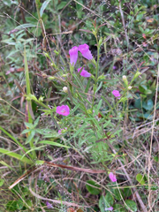 Agalinis neoscotica