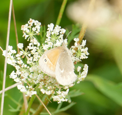 Coenonympha california
