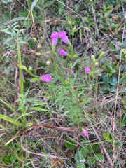 Agalinis neoscotica