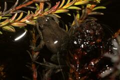Microbatrachella capensis