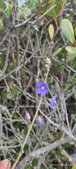 Heliophila linearis