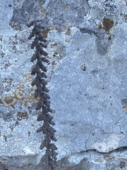 Umbilicus intermedius