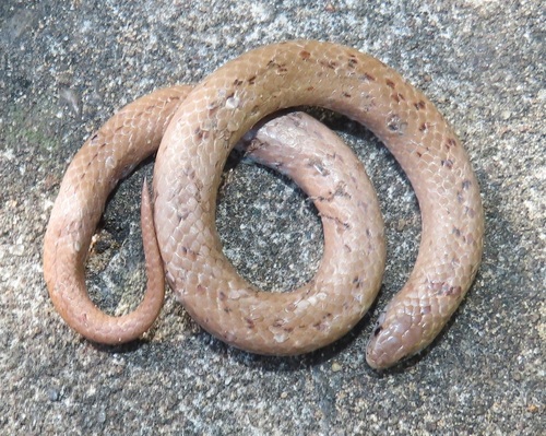 Photo of a Spotted Slug Eater (Duberria variegata)