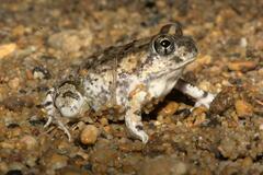 Tomopterna delalandii