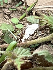 Tarache tetragona