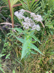 Eupatorium perfoliatum