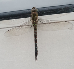 Aeshna mixta