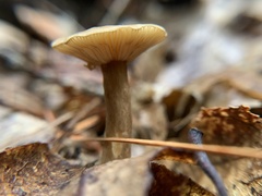 Lactifluus gerardii