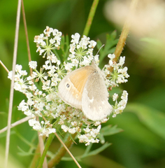 Coenonympha california