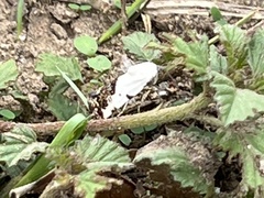 Tarache tetragona