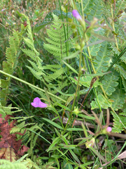 Agalinis neoscotica