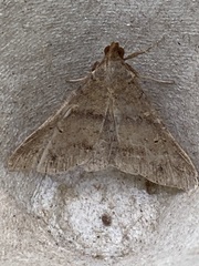 Renia discoloralis