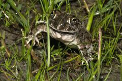 Tomopterna delalandii