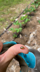 Succinea putris