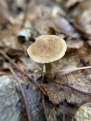 Lactifluus gerardii