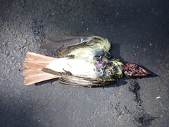 Myiodynastes maculatus