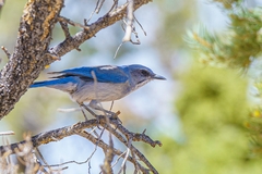 Aphelocoma woodhouseii