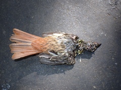 Myiodynastes maculatus