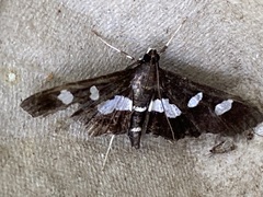 Desmia funeralis