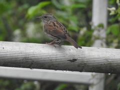 Prunella modularis occidentalis