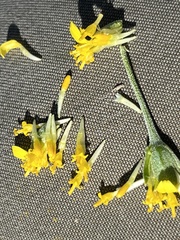 Picradeniopsis oppositifolia