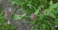 Clinopodium vulgare