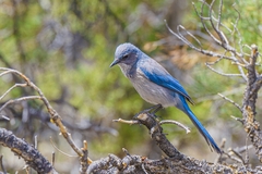 Aphelocoma woodhouseii