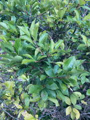 Ilex verticillata