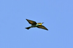 Merops apiaster