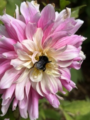 Bombus vosnesenskii